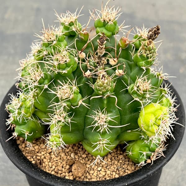 サボテン:ギムノカリキウム トニー モンスト 3号鉢植え