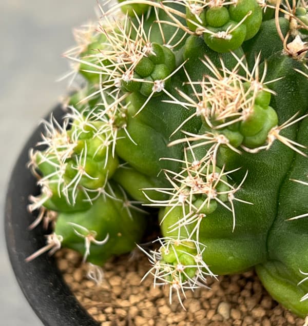 サボテン:ギムノカリキウム トニー モンスト 3号鉢植え