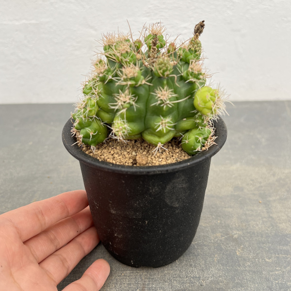 サボテン:ギムノカリキウム トニー モンスト 3号鉢植え