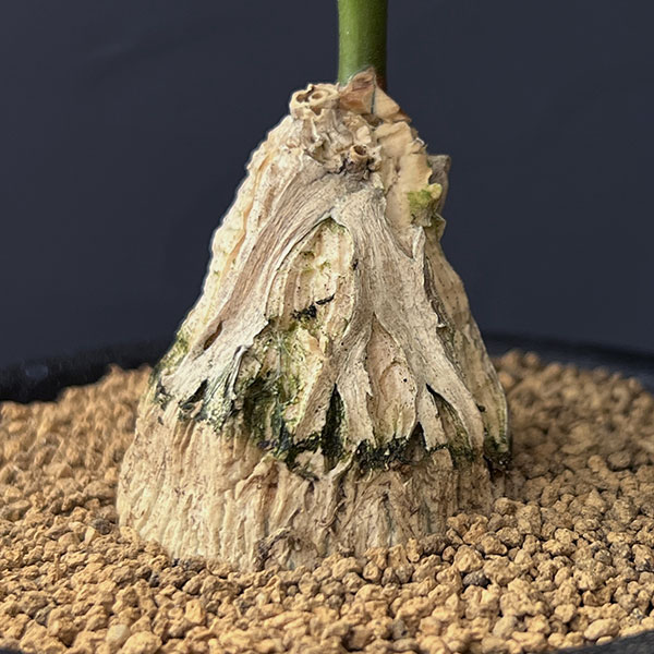 マテレア:シクロフィラ 3号鉢植え