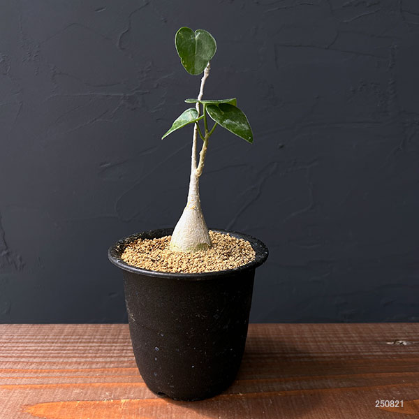 ピレナカンサ:マルビフォリア 3号鉢植え