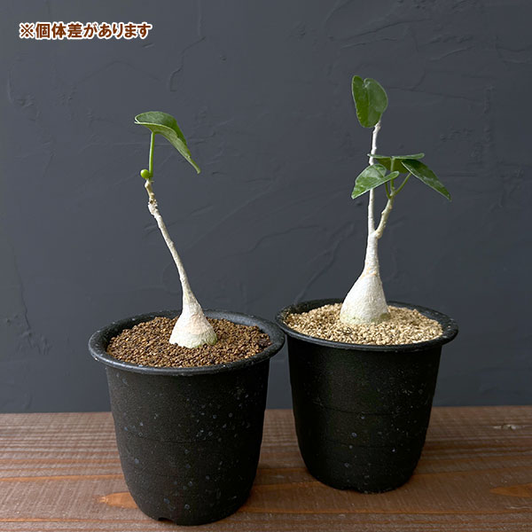 ピレナカンサ:マルビフォリア 3号鉢植え