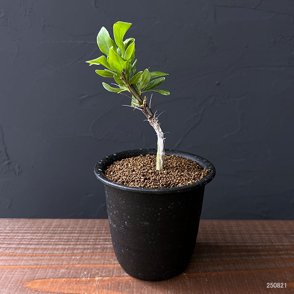 フォーキエリア:スプレンデンスカンパニュラタ 3号鉢植え