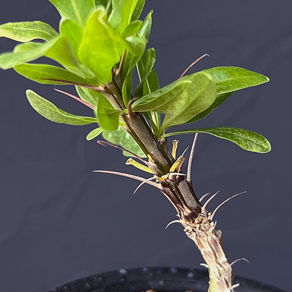 フォーキエリア:スプレンデンスカンパニュラタ 3号鉢植え