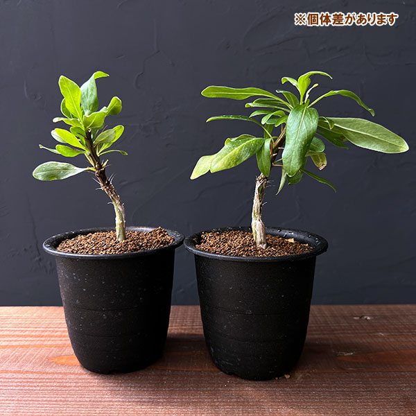 フォーキエリア:スプレンデンスカンパニュラタ 3号鉢植え