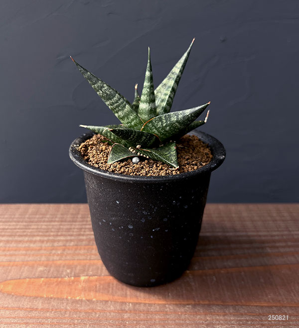 サンセベリア:ブラックダイヤモンド 3号鉢植え
