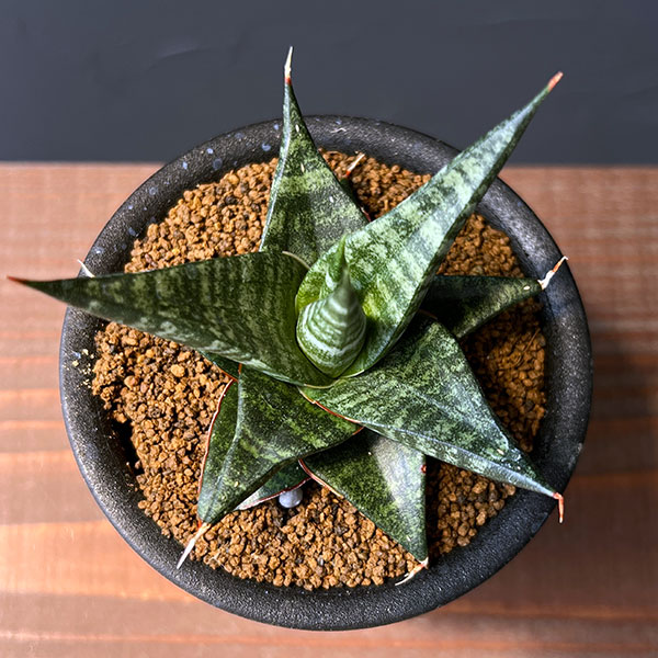 サンセベリア:ブラックダイヤモンド 3号鉢植え