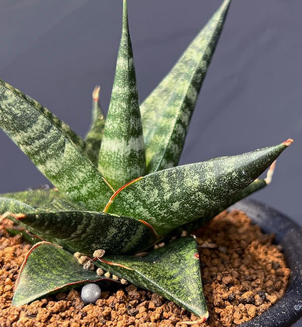 サンセベリア:ブラックダイヤモンド 3号鉢植え