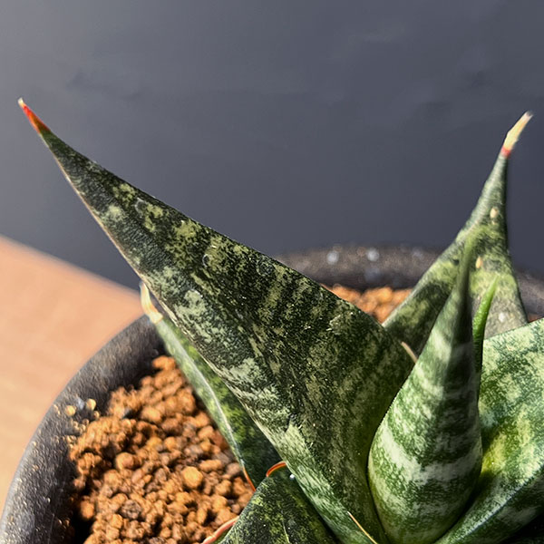 サンセベリア:ブラックダイヤモンド 3号鉢植え