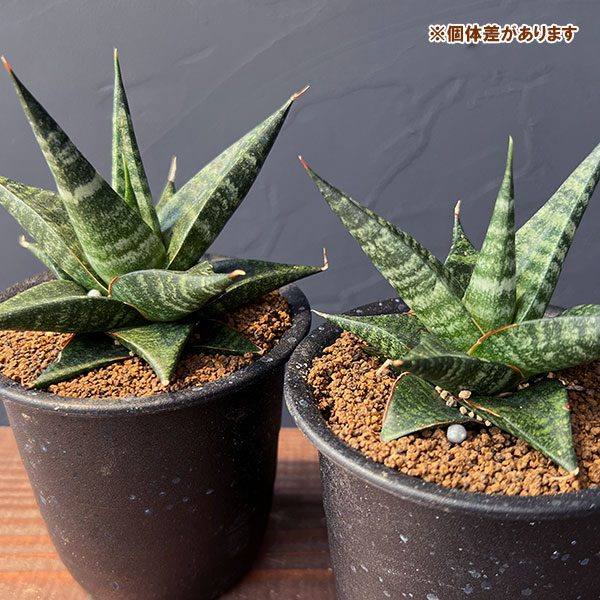 サンセベリア:ブラックダイヤモンド 3号鉢植え