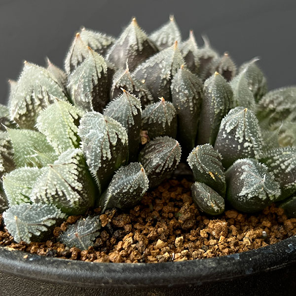 ハオルチア:白帝城 3号鉢植え