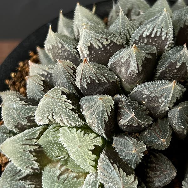 ハオルチア:白帝城 3号鉢植え