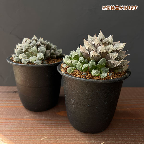 ハオルチア:白帝城 3号鉢植え
