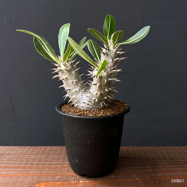 パキポディウム:伊藤ハイブリッド 実生セレクト株 3号鉢植え
