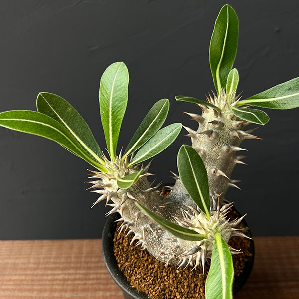 パキポディウム:伊藤ハイブリッド 実生セレクト株 3号鉢植え