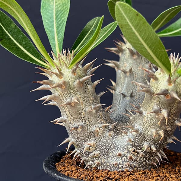 パキポディウム:伊藤ハイブリッド 実生セレクト株 3号鉢植え