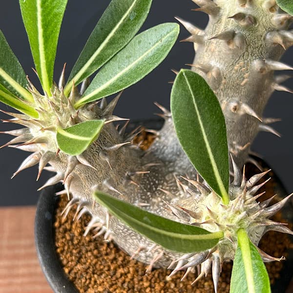 パキポディウム:伊藤ハイブリッド 実生セレクト株 3号鉢植え