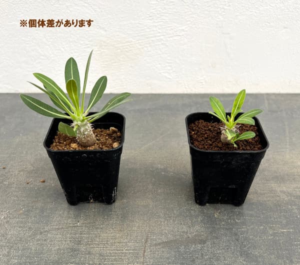パキポディウム:Mana’s farmのデンシフローラム実生苗 2.5号鉢植え*