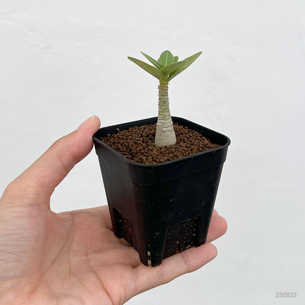 アデニウム:Mana’s farmの実生株 2.5号鉢植え