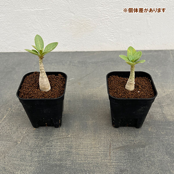 アデニウム:Mana’s farmの実生株 2.5号鉢植え