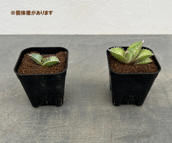 アガベ:Mana’s farmのオテロイ 2.5号鉢植え