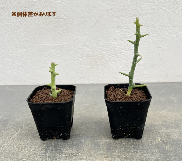 アデニア:Mana’s farmのグロボーサ 2.5号鉢植え