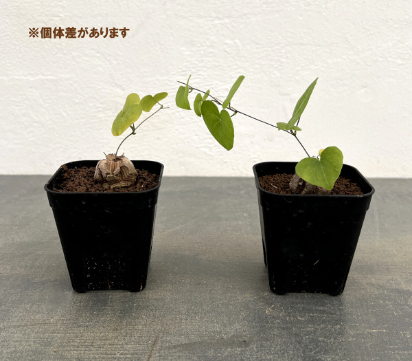 ディオスコレア:エレファンティペス Mana’s farmのアフリカ亀甲竜実生株 2.5号鉢植え