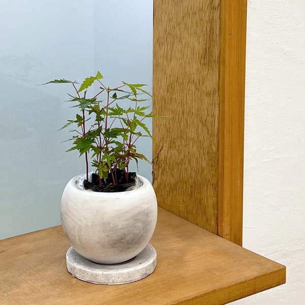 モミジ(カエデ):珊瑚閣(サンゴカク)鉢植え/マルモボウル白・皿付(直径10cm)