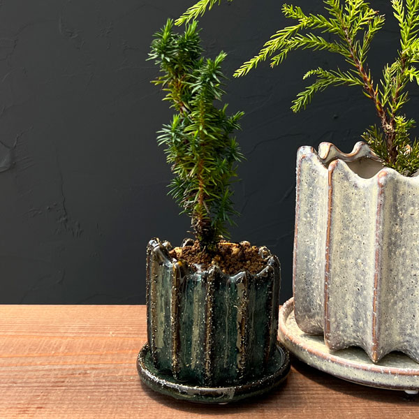 スギ:八房緑杉 陶器鉢植え/リオン緑S(直径約8cm)・皿付
