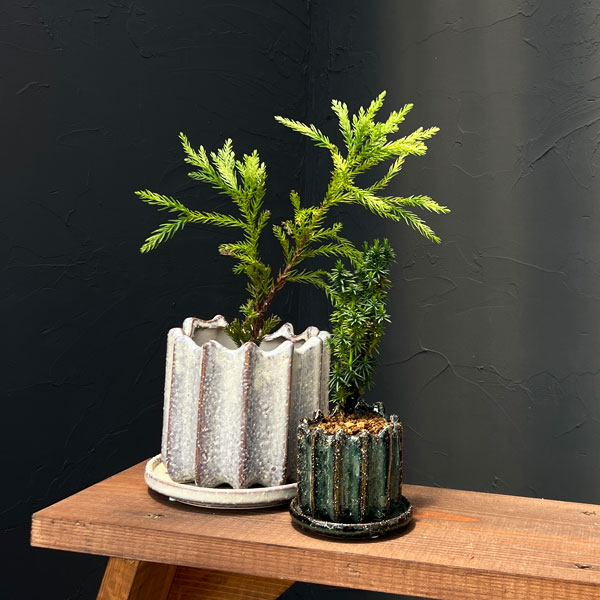スギ:八房緑杉 陶器鉢植え/リオン緑S(直径約8cm)・皿付