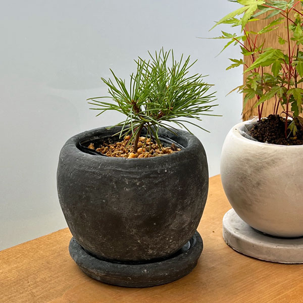 松:ハイ松 鉢植え/ロゼッタボウル黒SS(直径11cm)・皿付