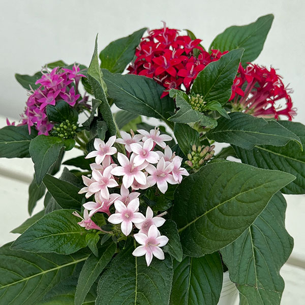 ペンタス:星に願いを(3色植え)3.5号ポット