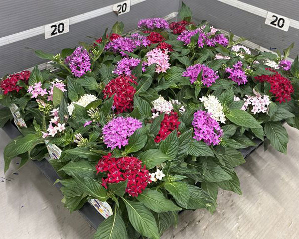 ペンタス:星に願いを(3色植え)3.5号ポット