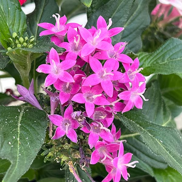 ペンタス:星に願いを(3色植え)3.5号ポット