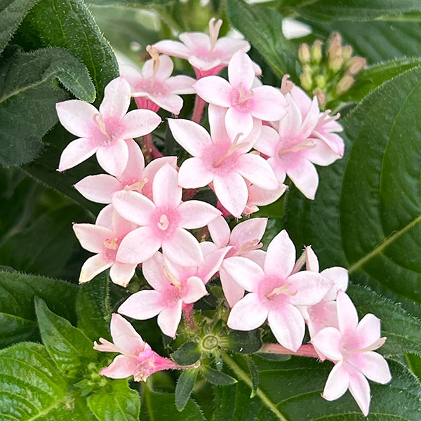 ペンタス:星に願いを(3色植え)3.5号ポット