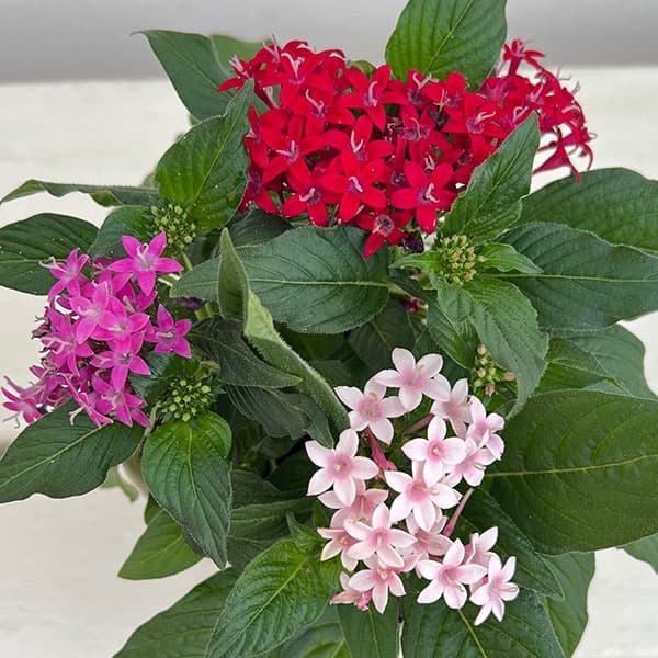 ペンタス:星に願いを(3色植え)3.5号ポット