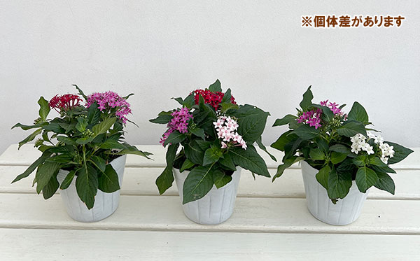 ペンタス:星に願いを(3色植え)3.5号ポット