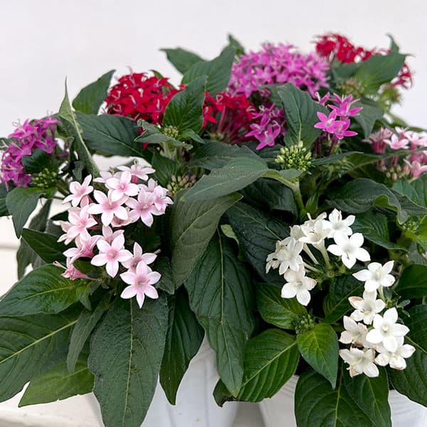 ペンタス:星に願いを(3色植え)3.5号ポット