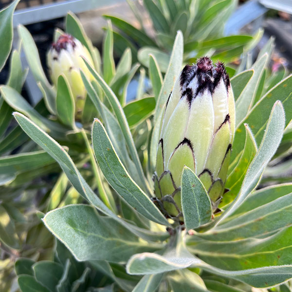 園芸ネット本店｜プロテア：クリームミンク 6号鉢植え の通販【公式】