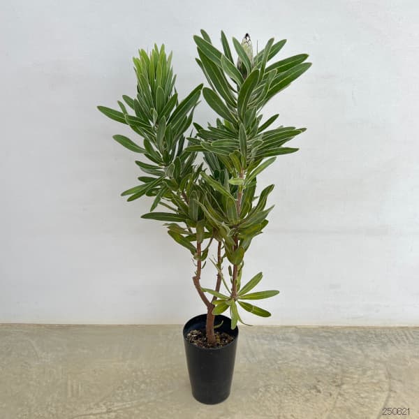 プロテア クリームミンク　6 プロテア：クリームミンク 6号鉢植え の通販 | 園芸ネット