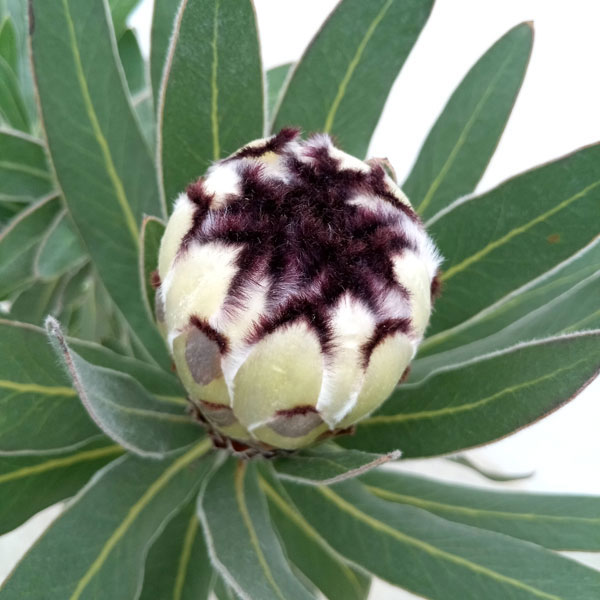 （わけあり特価）プロテア：クリームミンク　6号鉢植え