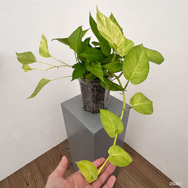 ポトス:テルノムーンライト 5号ネガミエル植え