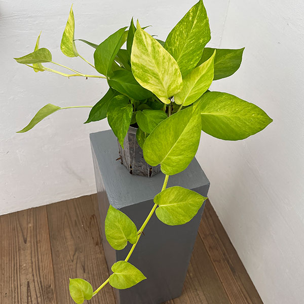 ポトス:テルノムーンライト 5号ネガミエル植え