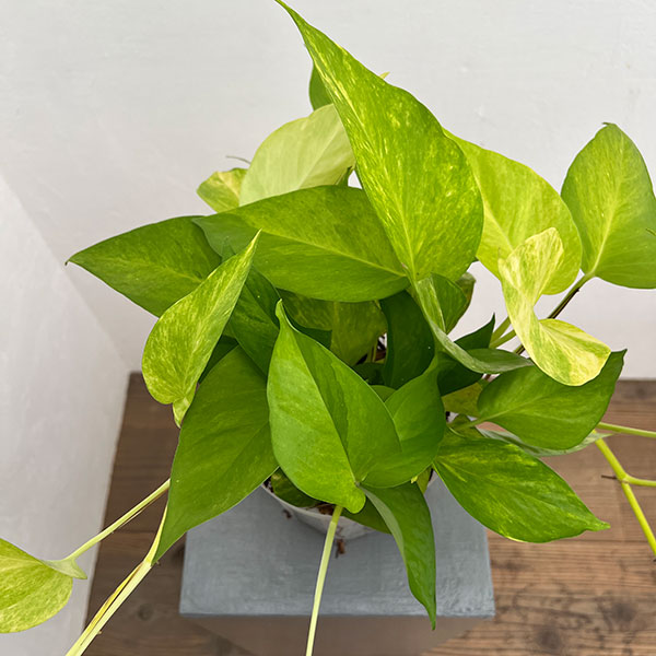ポトス:テルノムーンライト 5号ネガミエル植え
