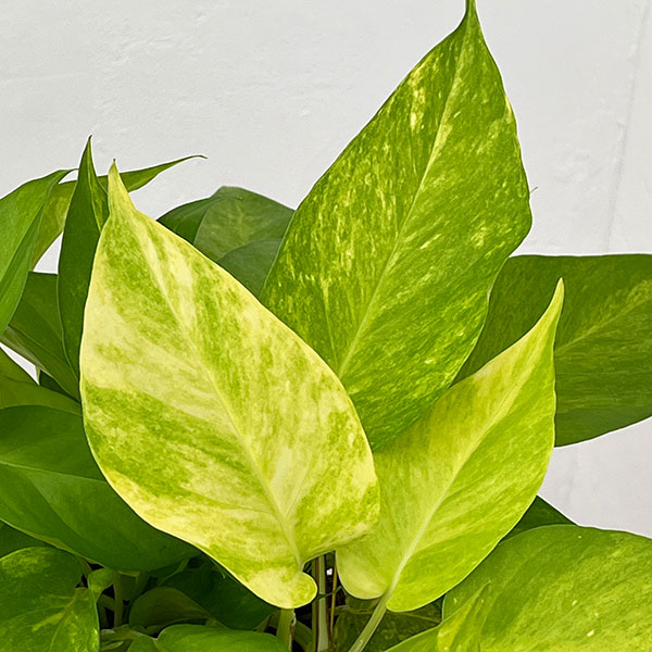 ポトス:テルノムーンライト 5号ネガミエル植え