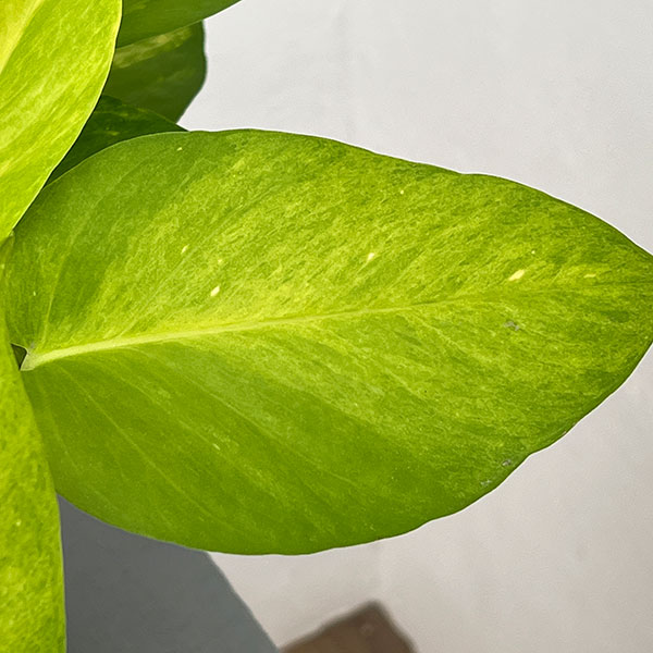ポトス:テルノムーンライト 5号ネガミエル植え