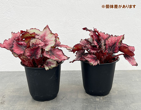 ステンドグラス　型　モールド　アサガオ　ベゴニア 園芸ネット本店｜レックスベゴニア：ステンドグラス4号ポット の通販