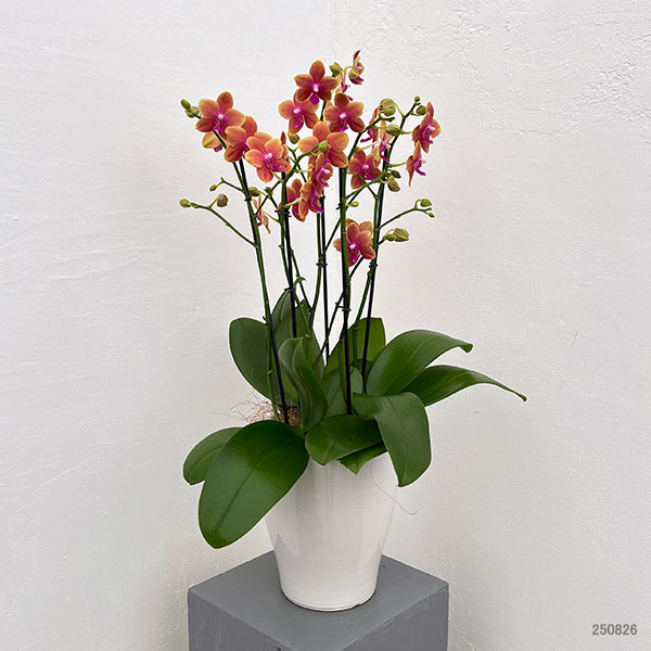ミディコチョウラン:ボルゲリ3本立ち6号陶器鉢植え