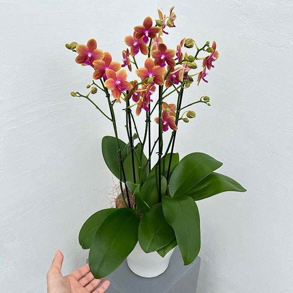 ミディコチョウラン:ボルゲリ3本立ち6号陶器鉢植え