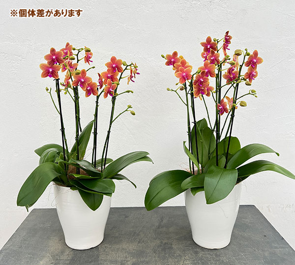 ミディコチョウラン:ボルゲリ3本立ち6号陶器鉢植え
